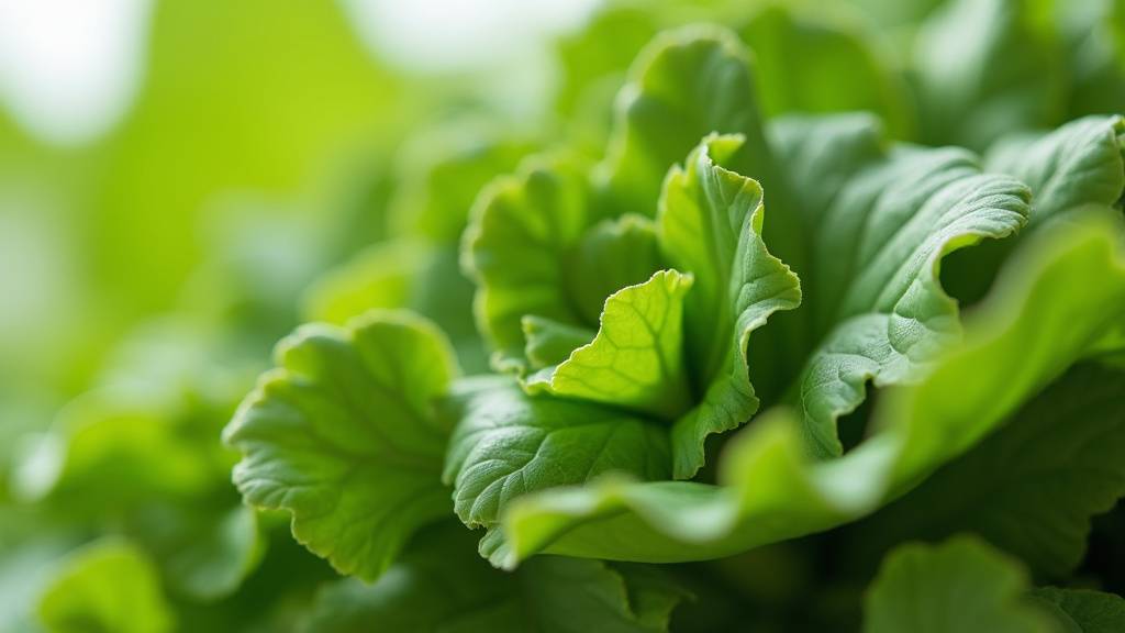 Préparation du chou vert avant le blanchiment